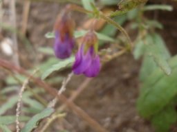 Hermannia coccocarpa leaves and flowers